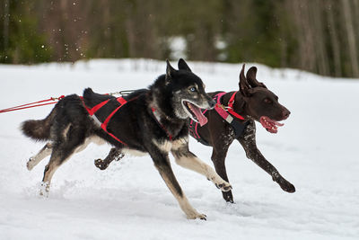 Running husky and pointer dog on sled dog racing. winter dog sport sled team competition