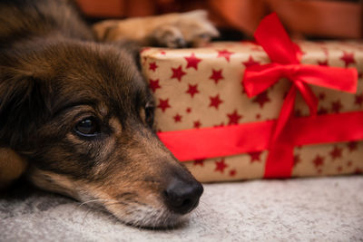 A mongrel dog guards his gift package. long coat.