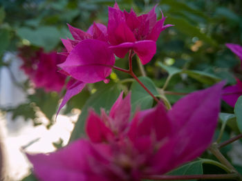 Close-up of pink flowering plant