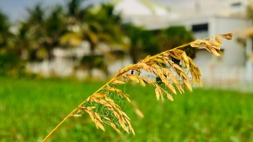 Close-up of leaves on plant in field