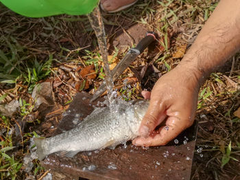 High angle view of hand holding fish