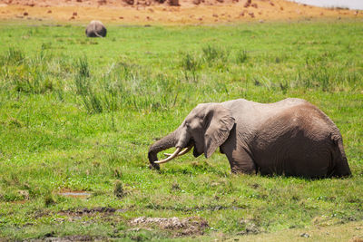 Side view of elephant on field