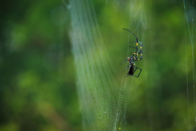 Close-up of spider on web