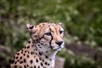 Close-up of a cat looking away