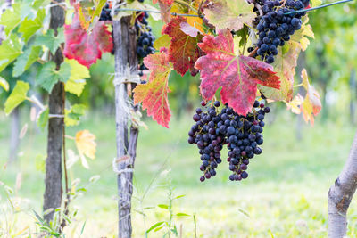 Close-up of ripe grapes in vineyard