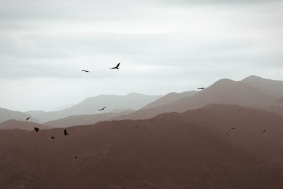 View of birds flying in the sky
