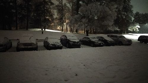 Snow covered trees at night