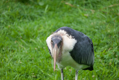 Close-up of a bird on field