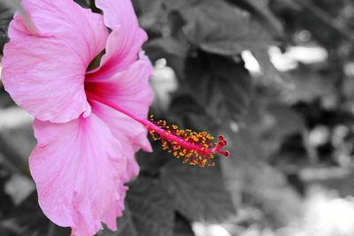 Close-up of pink hibiscus flower