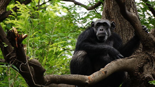 Portrait of chimpanzee on tree