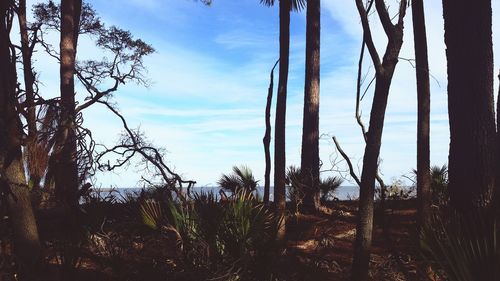 Trees against sky