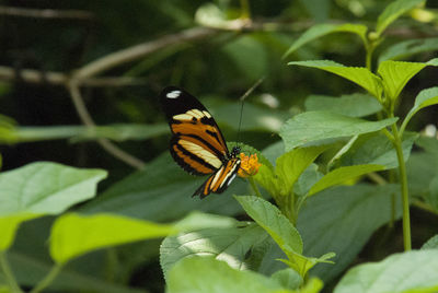 Close-up of butterfly on leaf