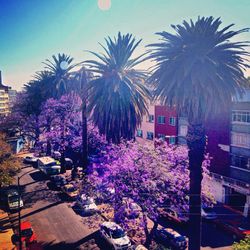 View of palm trees and buildings