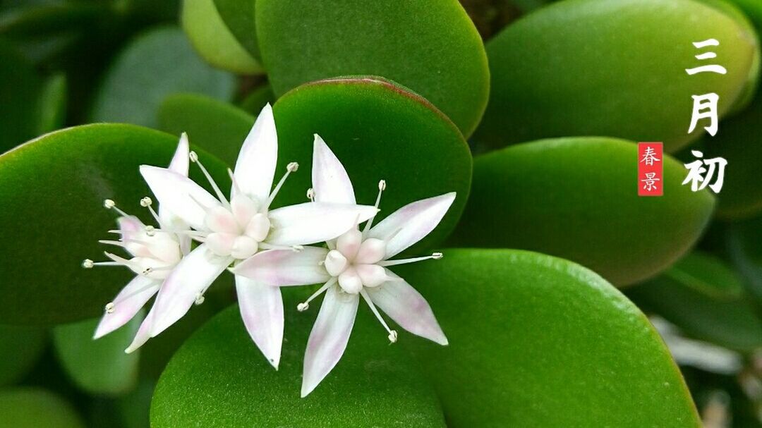 CLOSE-UP OF WHITE FLOWERS BLOOMING