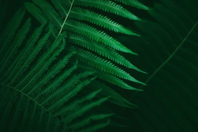 Close-up of fern leaves