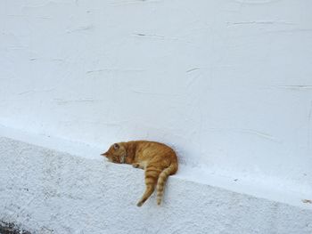 Cat walking on wall
