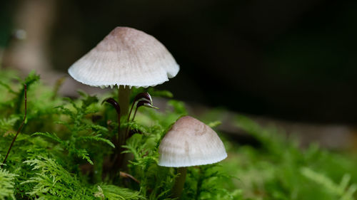 Close-up of mushroom growing on field at forest