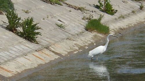 Birds in water