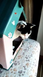 High angle portrait of dog relaxing at home