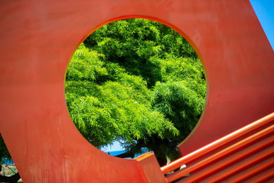 Close-up of plants against red wall