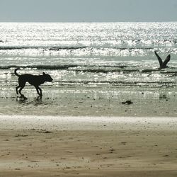 Dog on beach by sea against sky