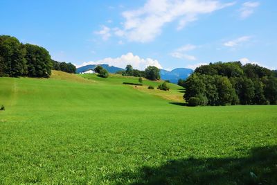 Scenic view of trees on field against sky