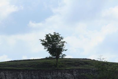 Tree on field against sky