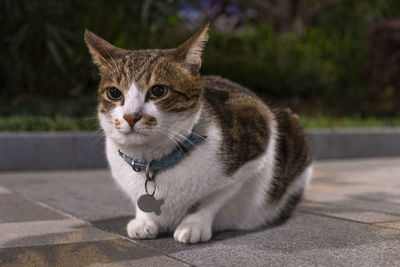 Close-up portrait of a cat