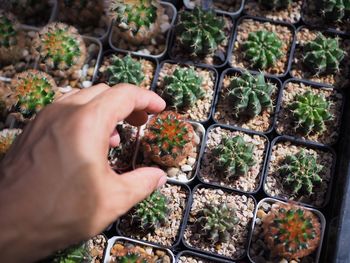 Cropped hand by succulent plants on seedling tray