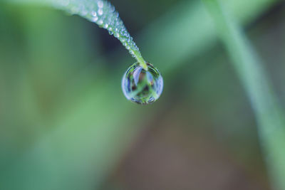 Close-up of water drops on plant