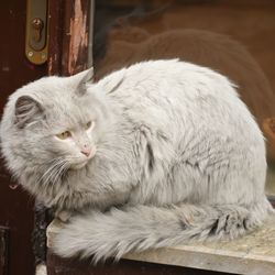 Close-up portrait of a cat