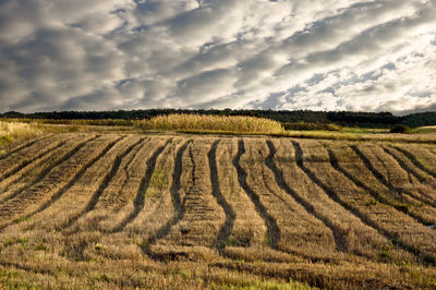 Scenic view of agricultural field against sky