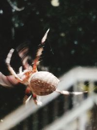 Close-up of crab on plant