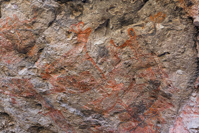 Close-up of lizard on rock