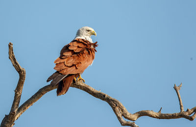 Low angle view of eagle perching on tree against clear sky