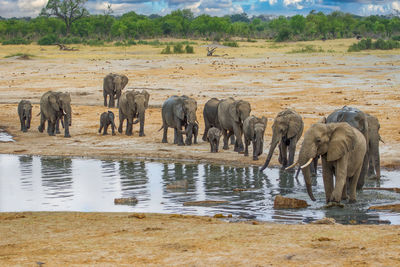 Elephants drinking water