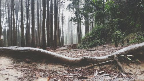 Trees in forest