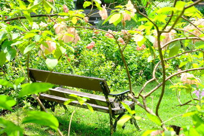 Bench in park