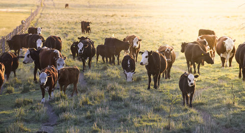 Cows grazing on field