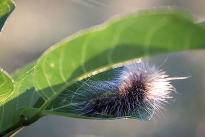 Close-up of caterpillar on leaf