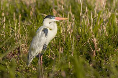 Bird perching on a field