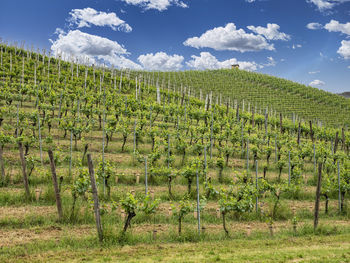 Landscape of langhe and its vineyards