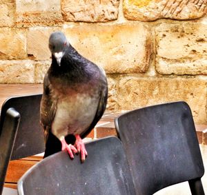 bird