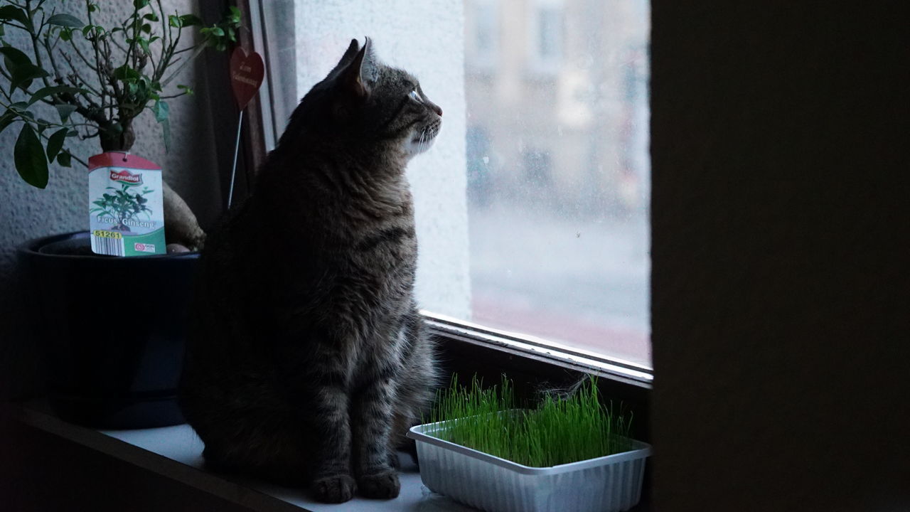 CAT LOOKING AT WINDOW SILL