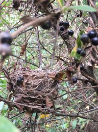 Close-up of bird in nest