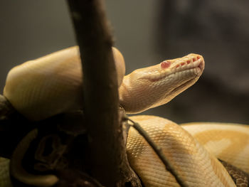 Close-up of lizard