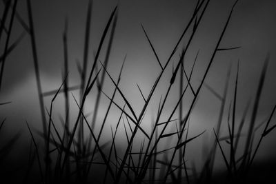 Close-up of silhouette grass on field against sky