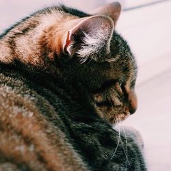 Close-up of cat resting