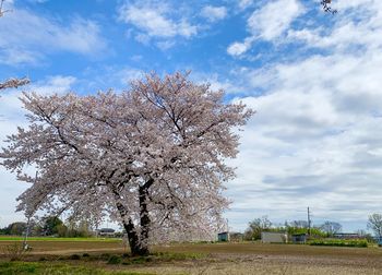 Cherry blossom tree on field against cloudy sky