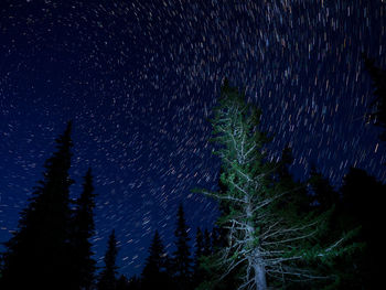 Firework display in forest against sky at night